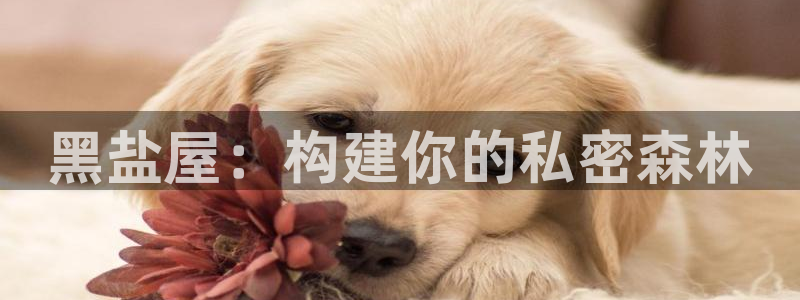 多多28传媒：黑盐屋：构建你的私密森林